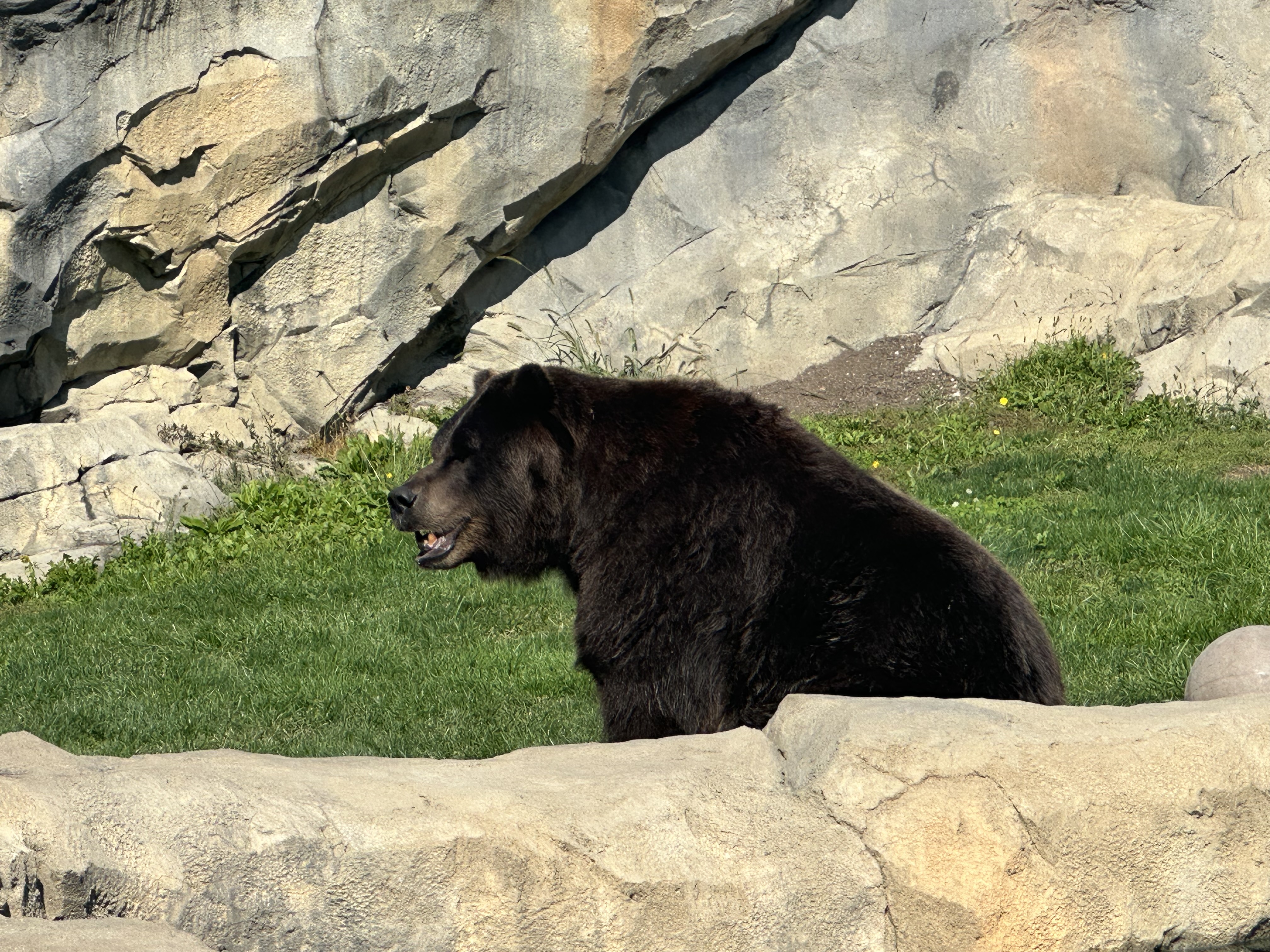 A brown bear at a zoo