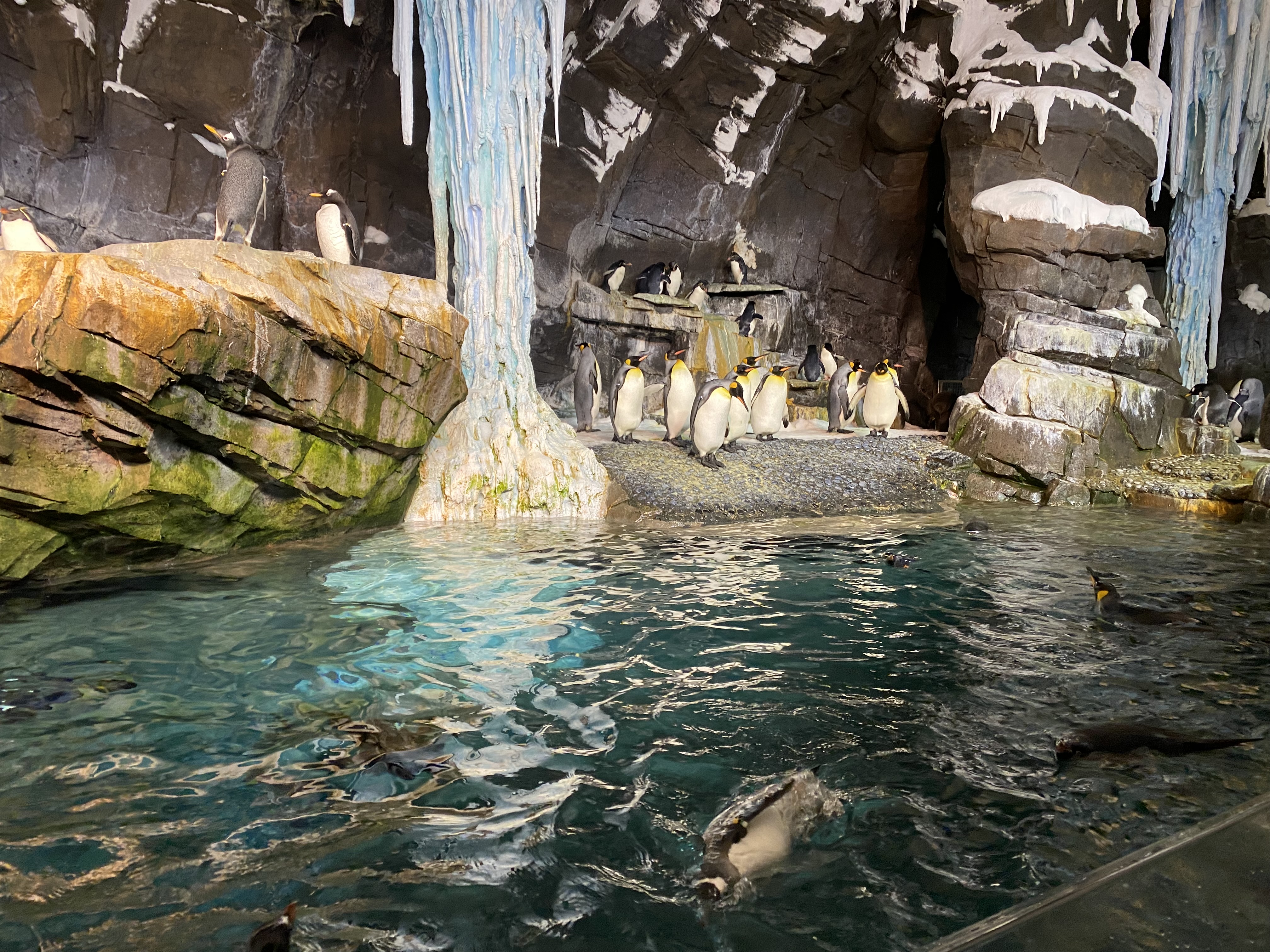 Sea World penguins picture